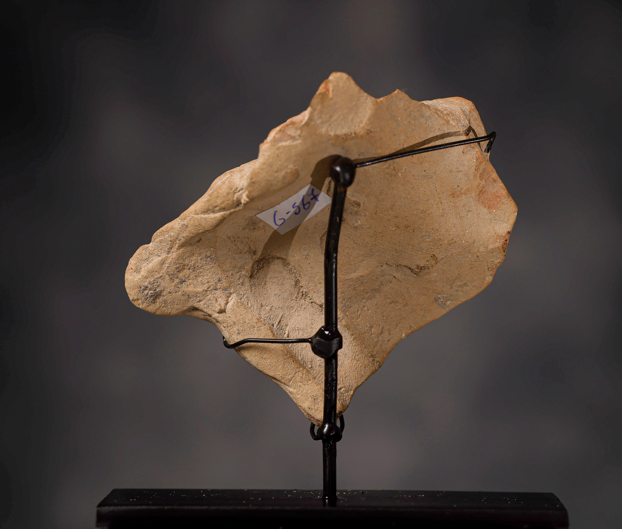 Fragmento representando a una cabeza de toro - Imagen 3