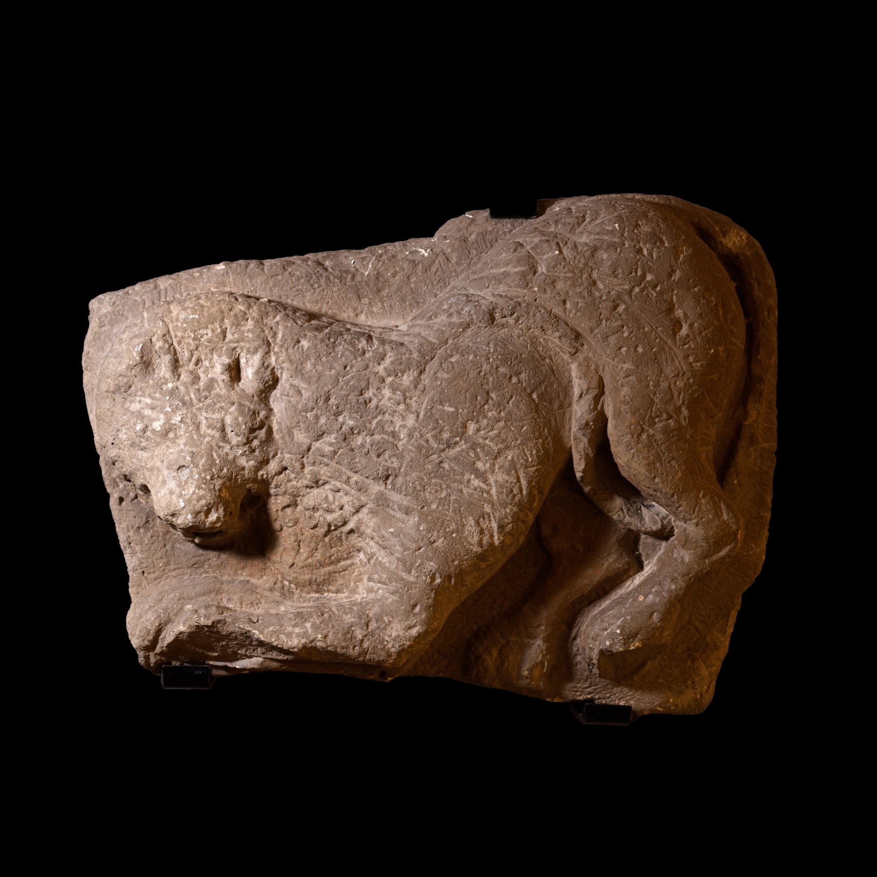 Altorrelieve representando un Lobo Ibérico - Galería F. Cervera - EU-090